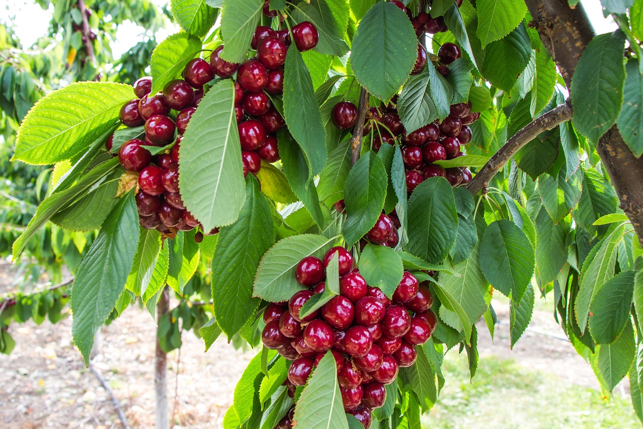 cherry tree fruit free photo