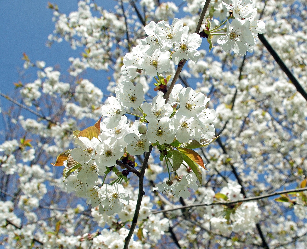 cherry flowers white free photo