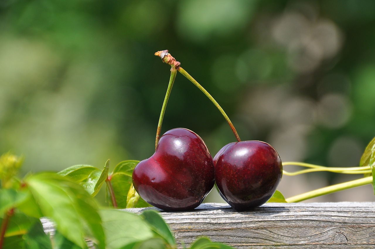 cherry pair fruits free photo
