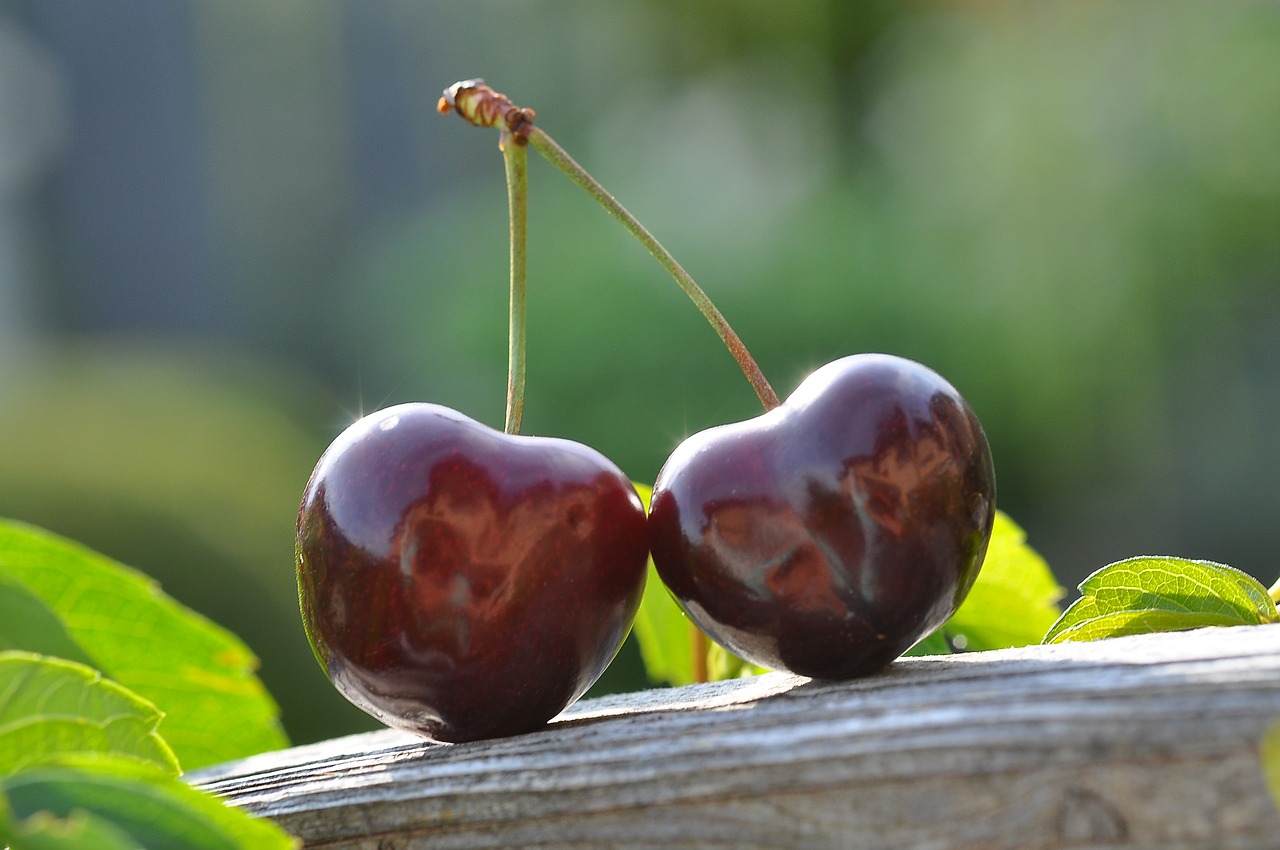 cherry pair fruits free photo