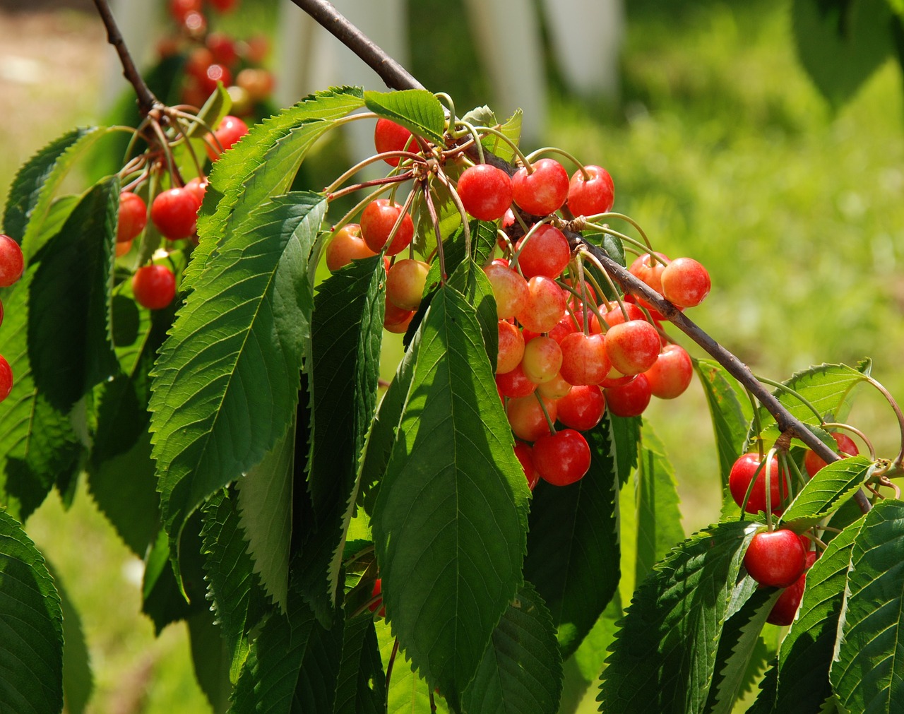 cherry fruit red free photo