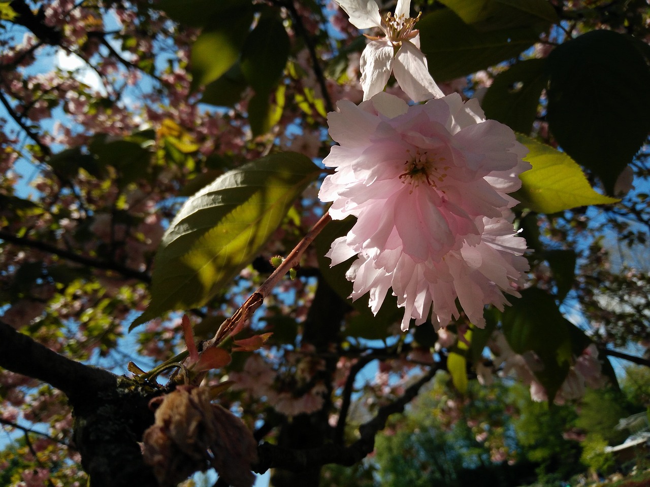 cherry blossom bloom free photo