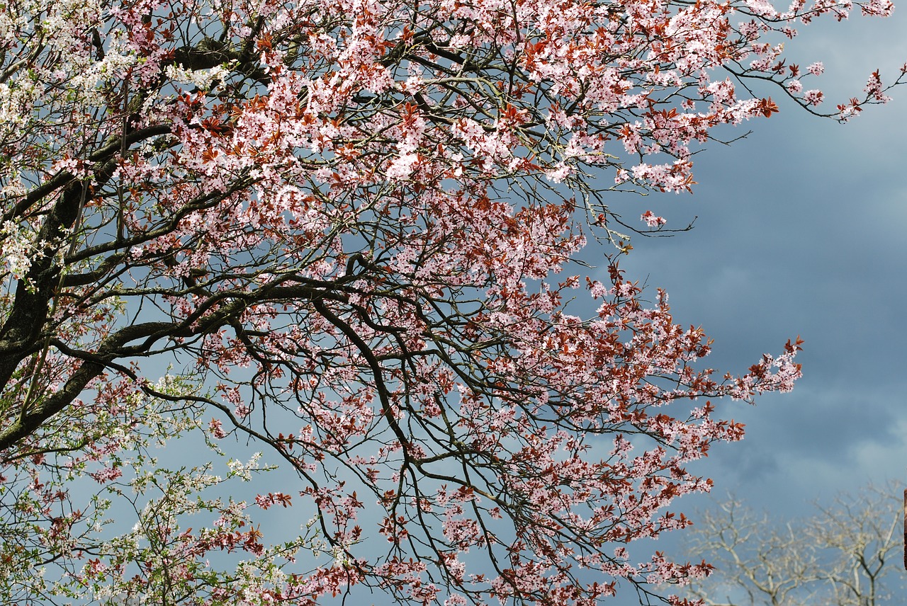 cherry blossom cherry blossom free photo