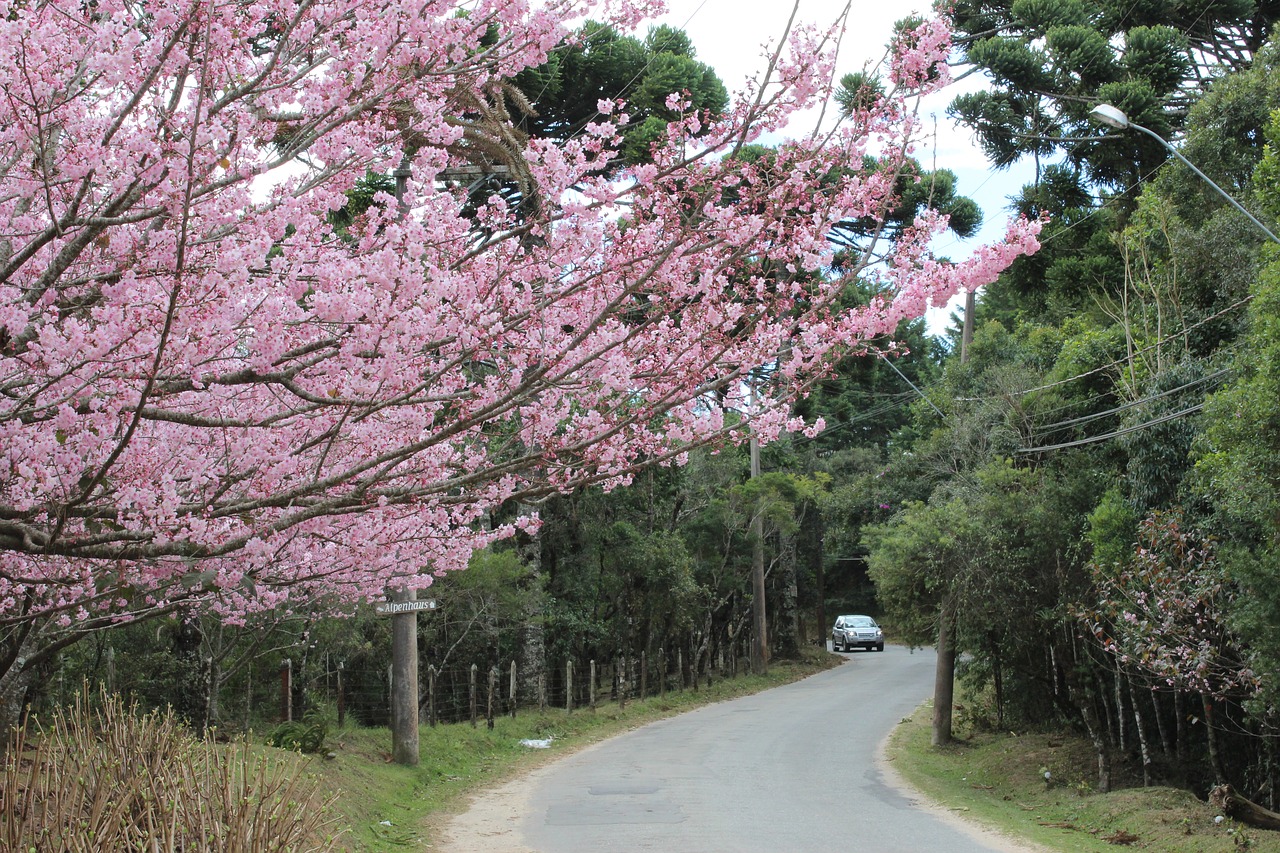 cherry tree street free photo