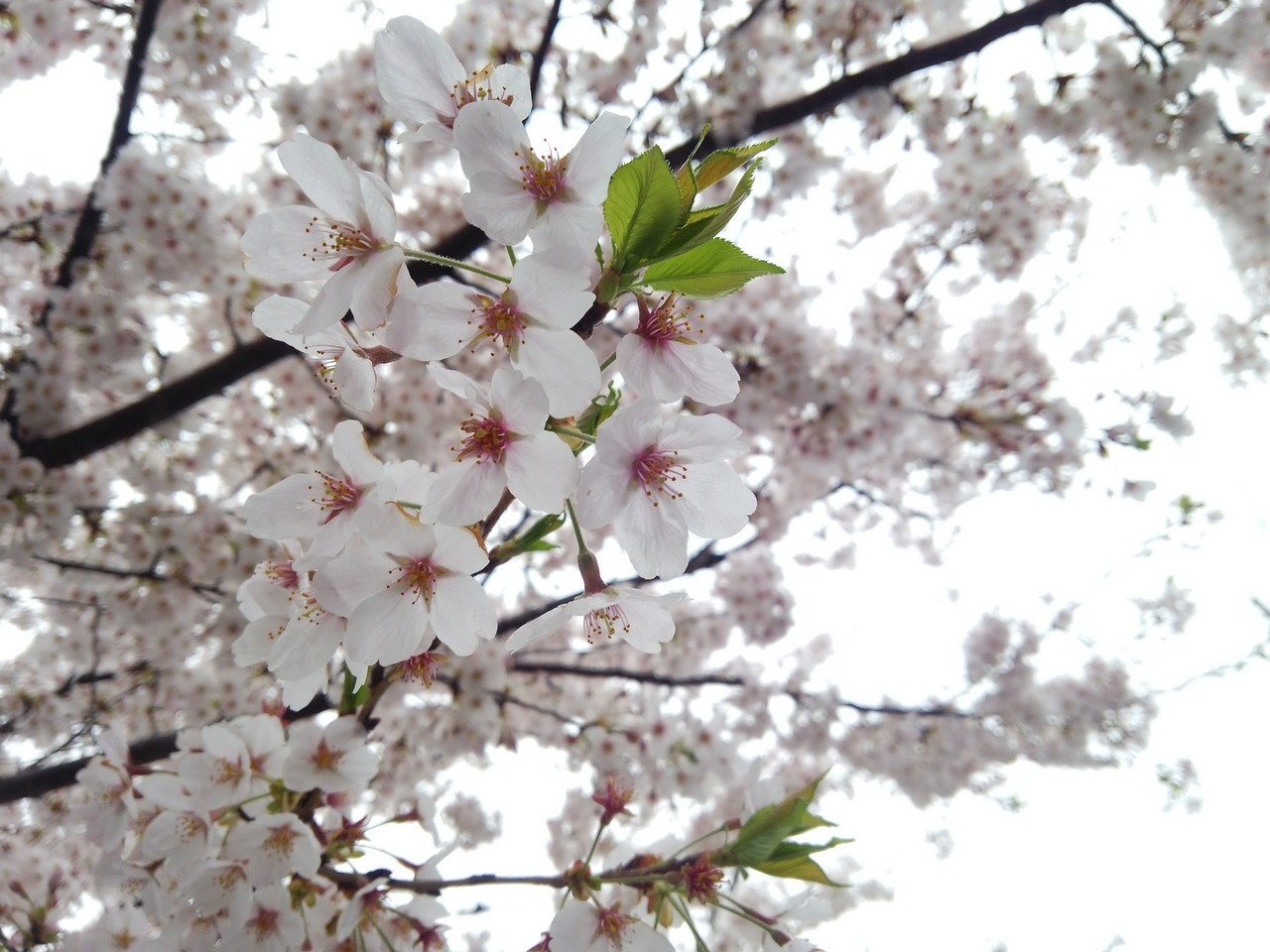 cherry spring cherry blossom viewing free photo