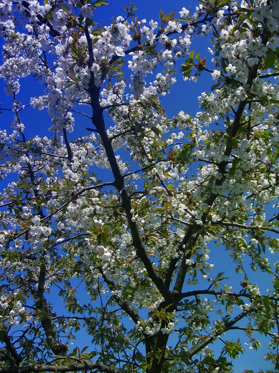 cherry blossom bloom free photo