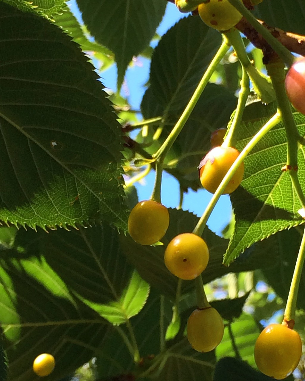 cherry leaf of cherry tree cherries free photo