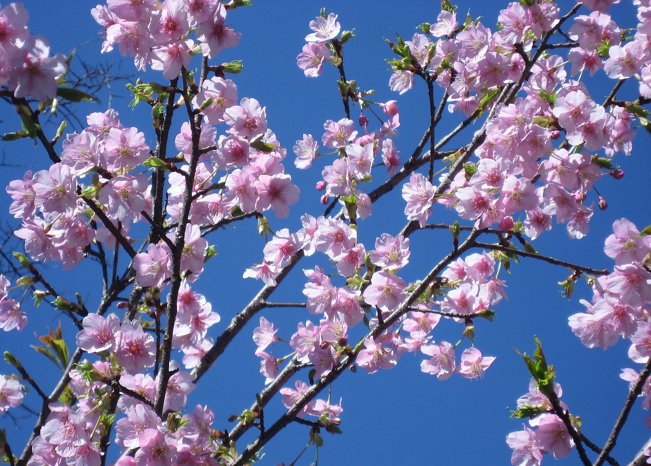 cherry flowers pink free photo