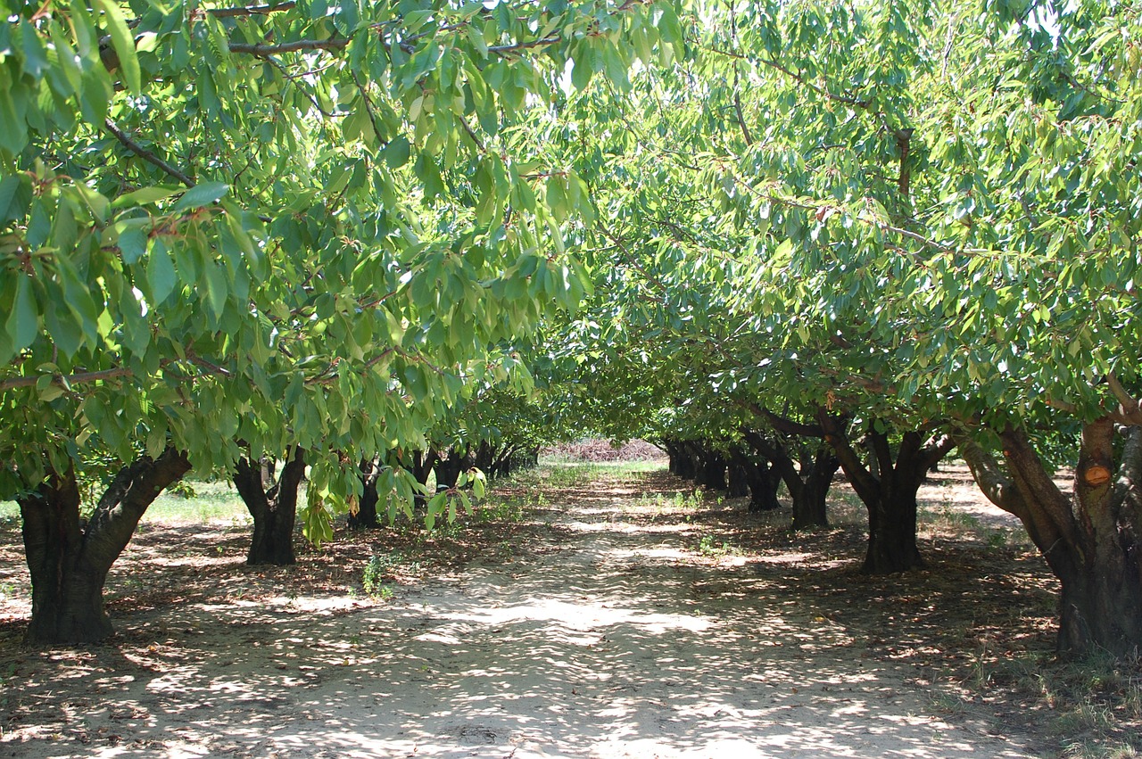 cherry orchard trees free photo