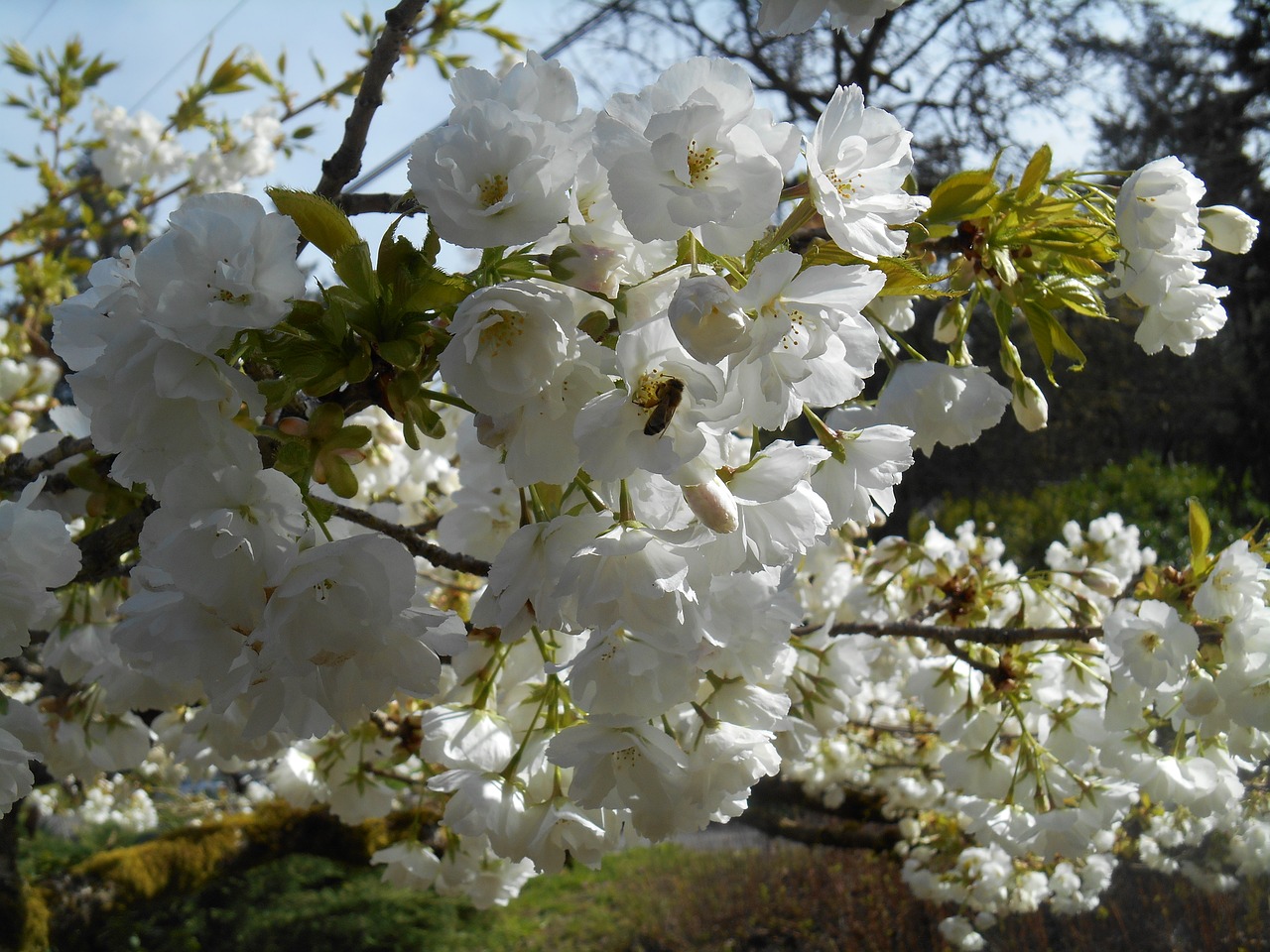 cherry tree blossoms free photo