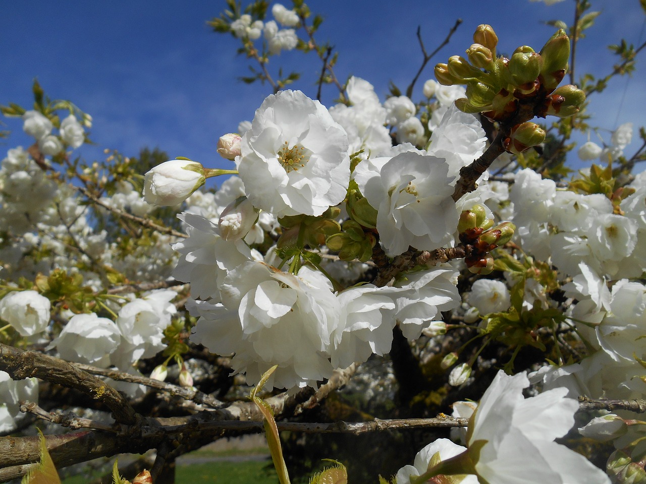 cherry tree blossoms free photo