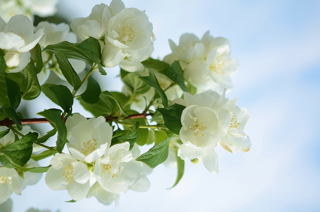 cherry blossom spring free photo