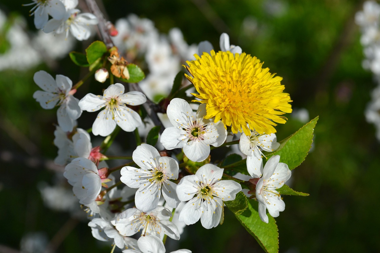 cherry color cherry blossoms free photo