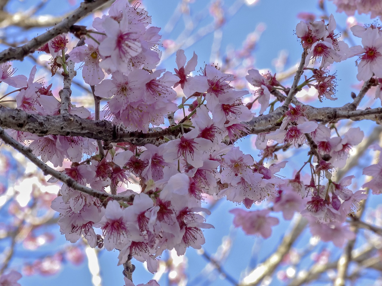 cherry cherry blossom nature free photo