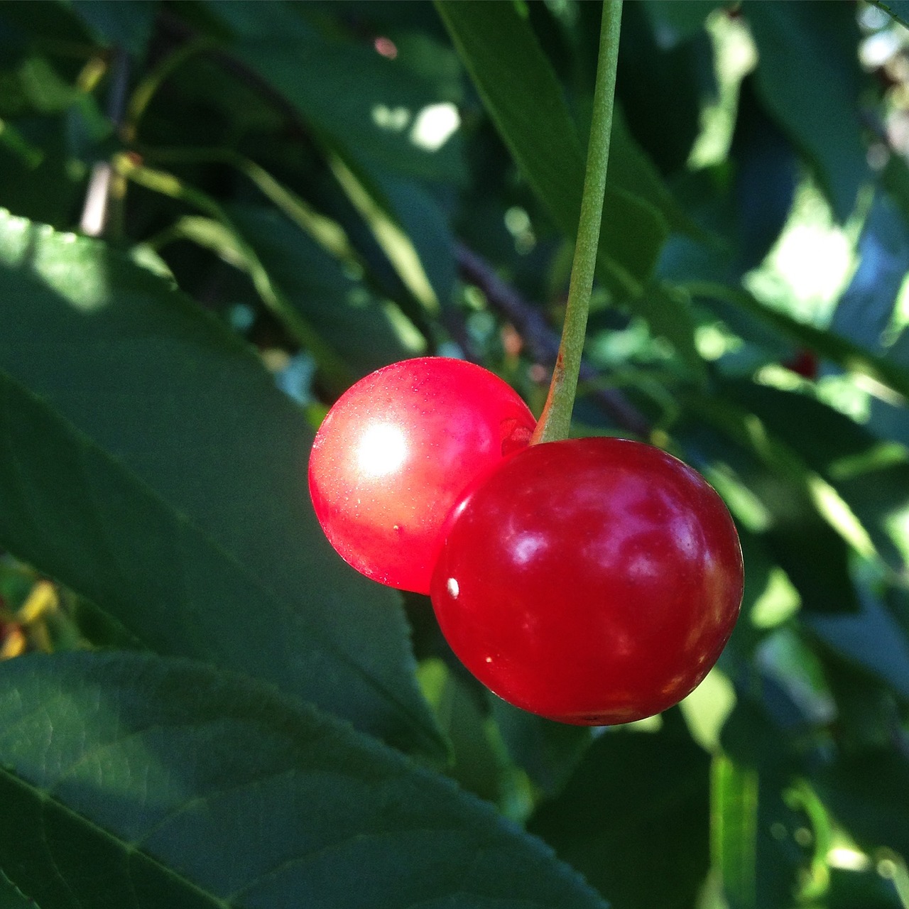 cherry summer berry free photo