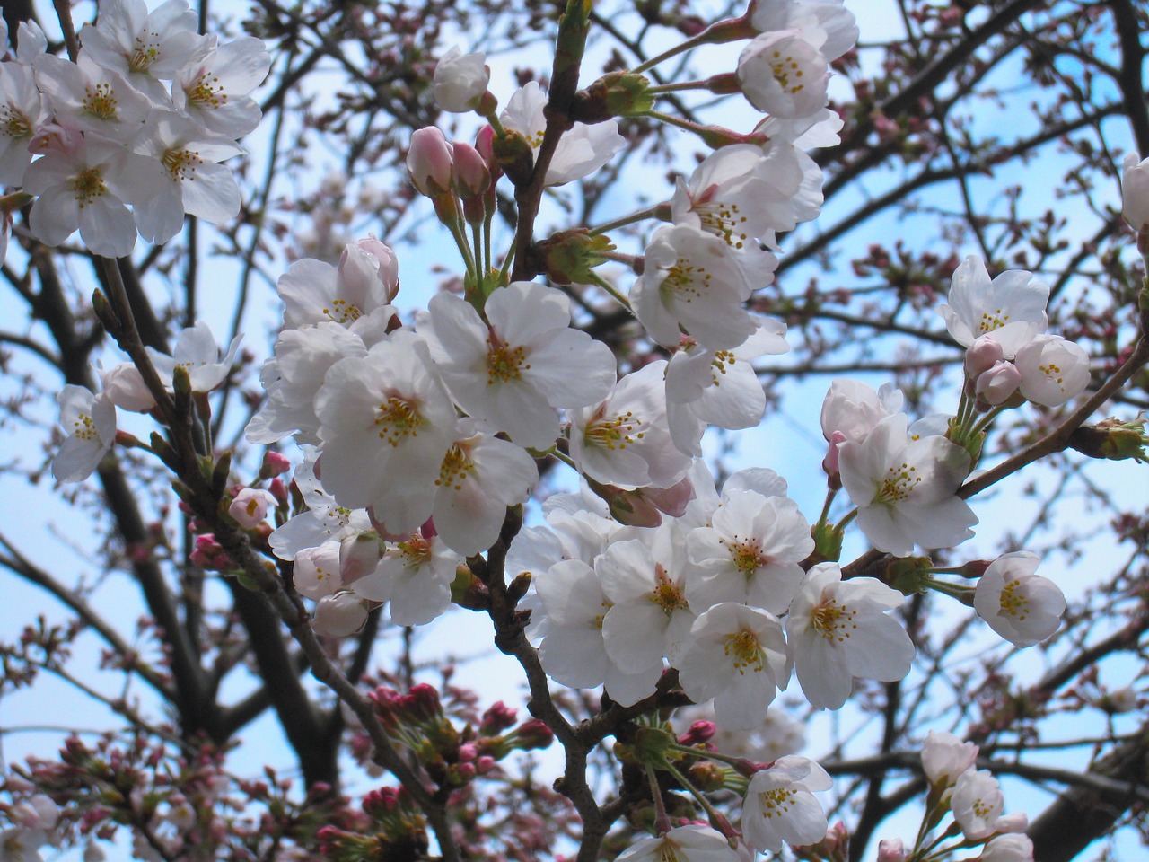 cherry cherry blossoms yoshino cherry tree free photo