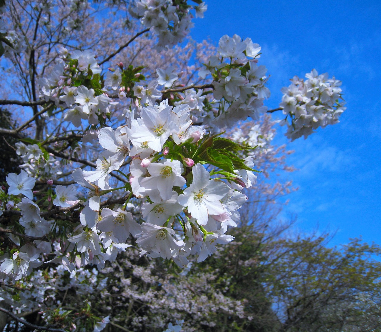 cherry cherry blossoms tree free photo
