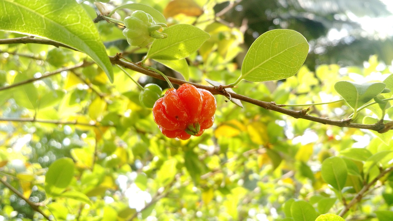 cherry fruit foot pitanga free photo