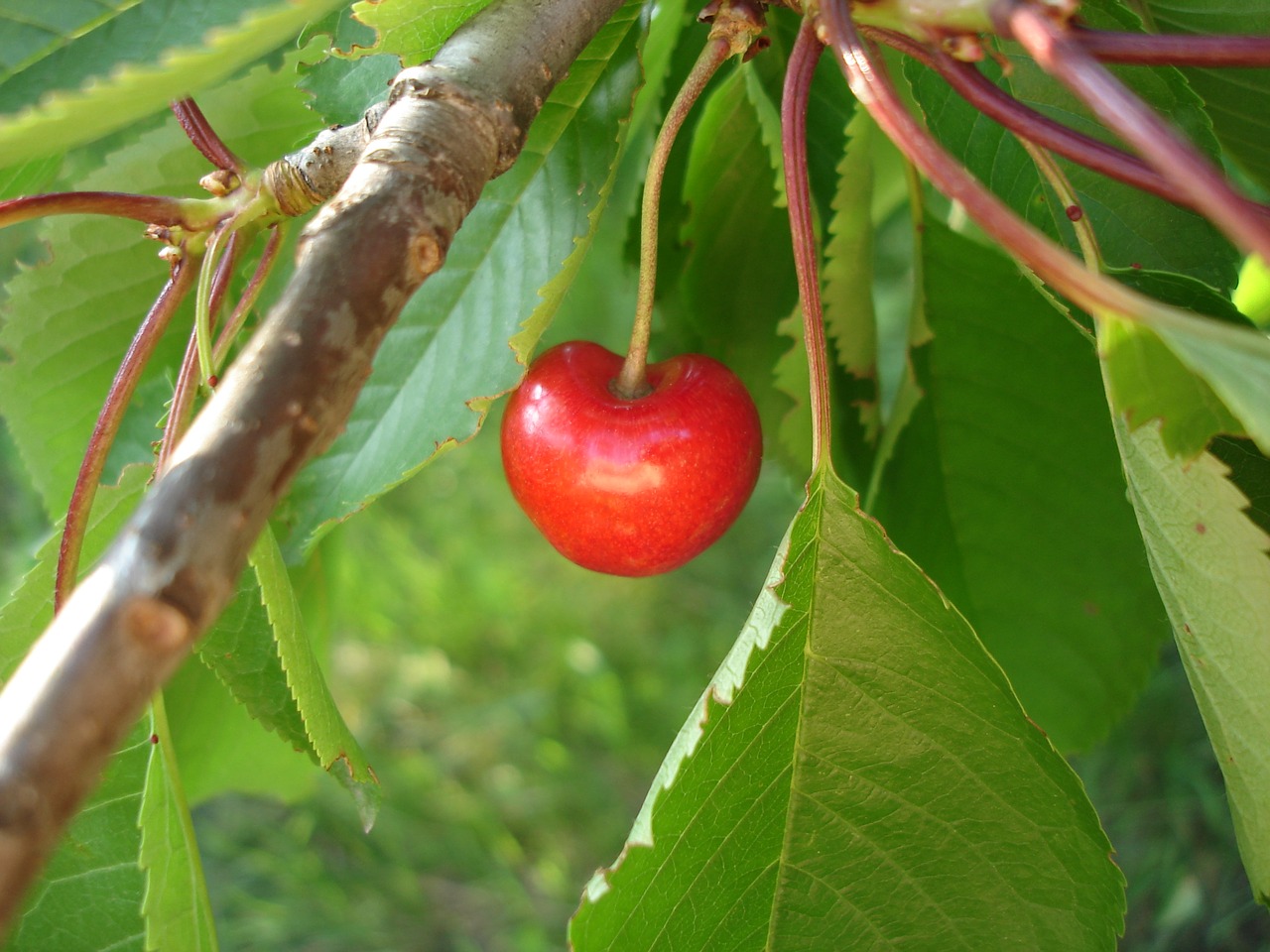 cherry tree fruit free photo