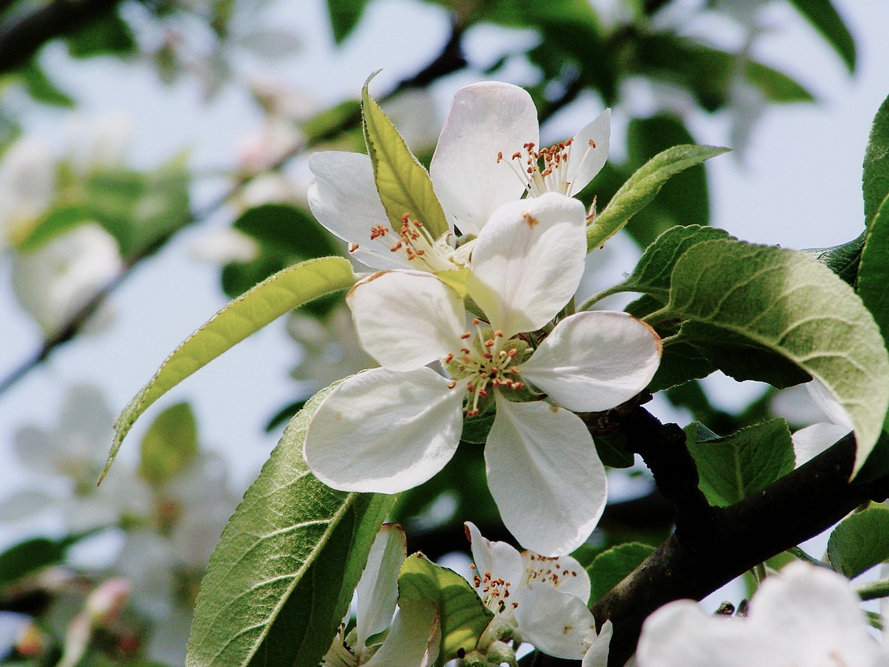 apple tree blossom free photo