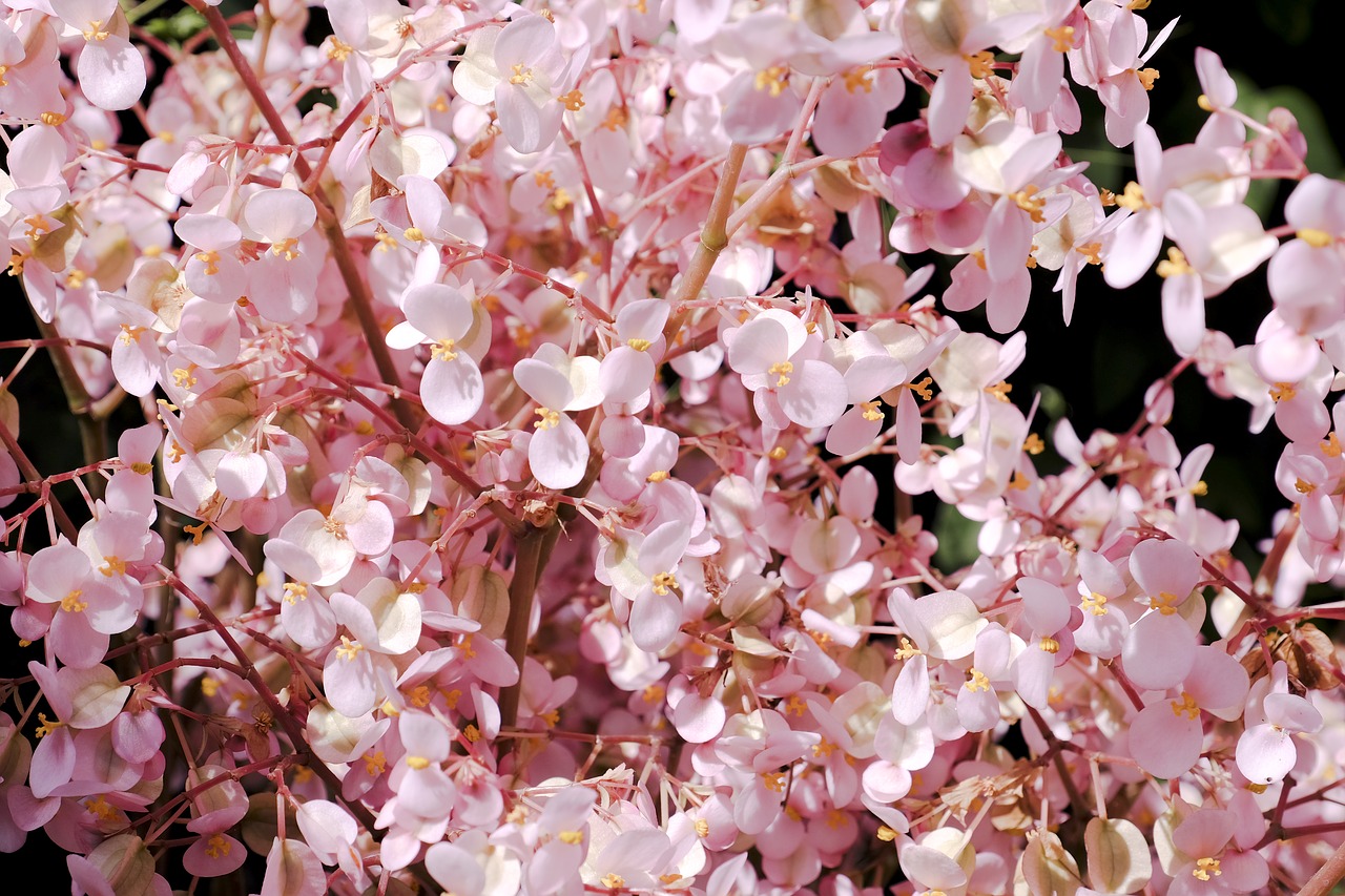 cherry cherry blossom focus free photo