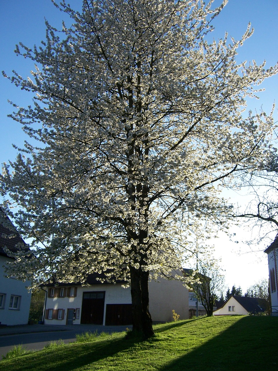 cherry cherry blossoms cherry blossom free photo