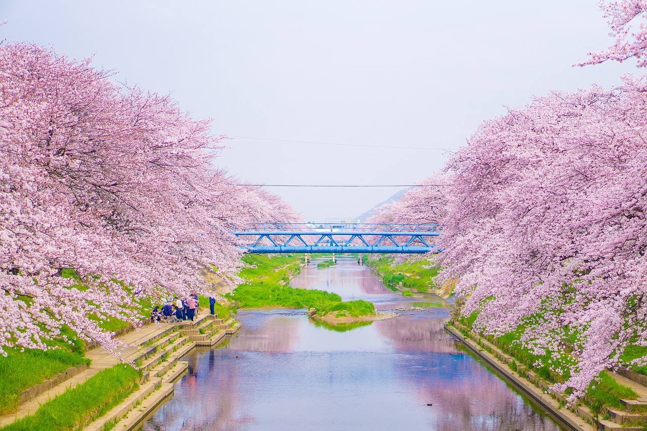 cherry river blue sky free photo