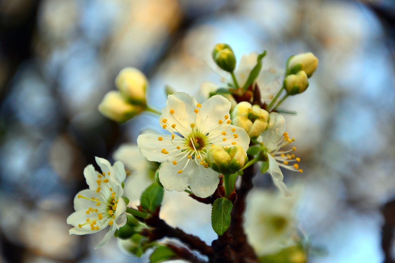 cherry may day tree free photo