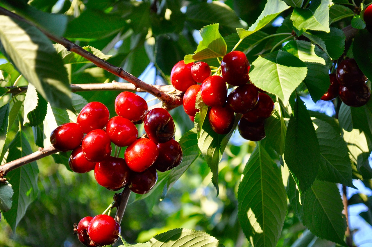 cherry fruit tree free photo