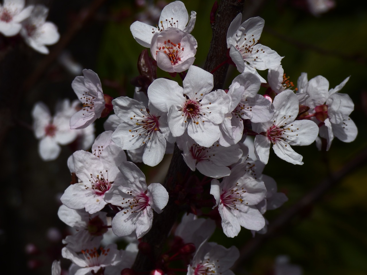 cherry flower tree free photo