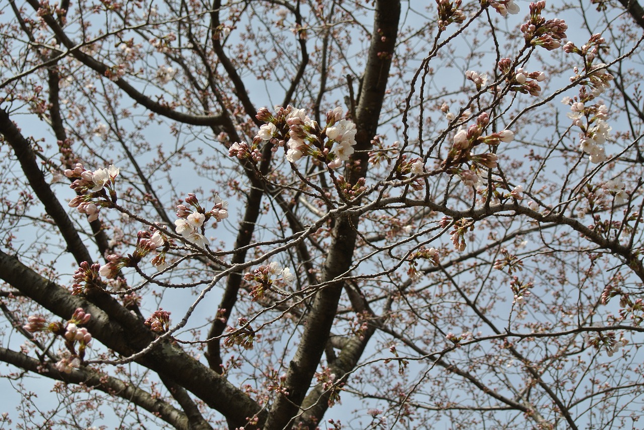 cherry spring flowers free photo