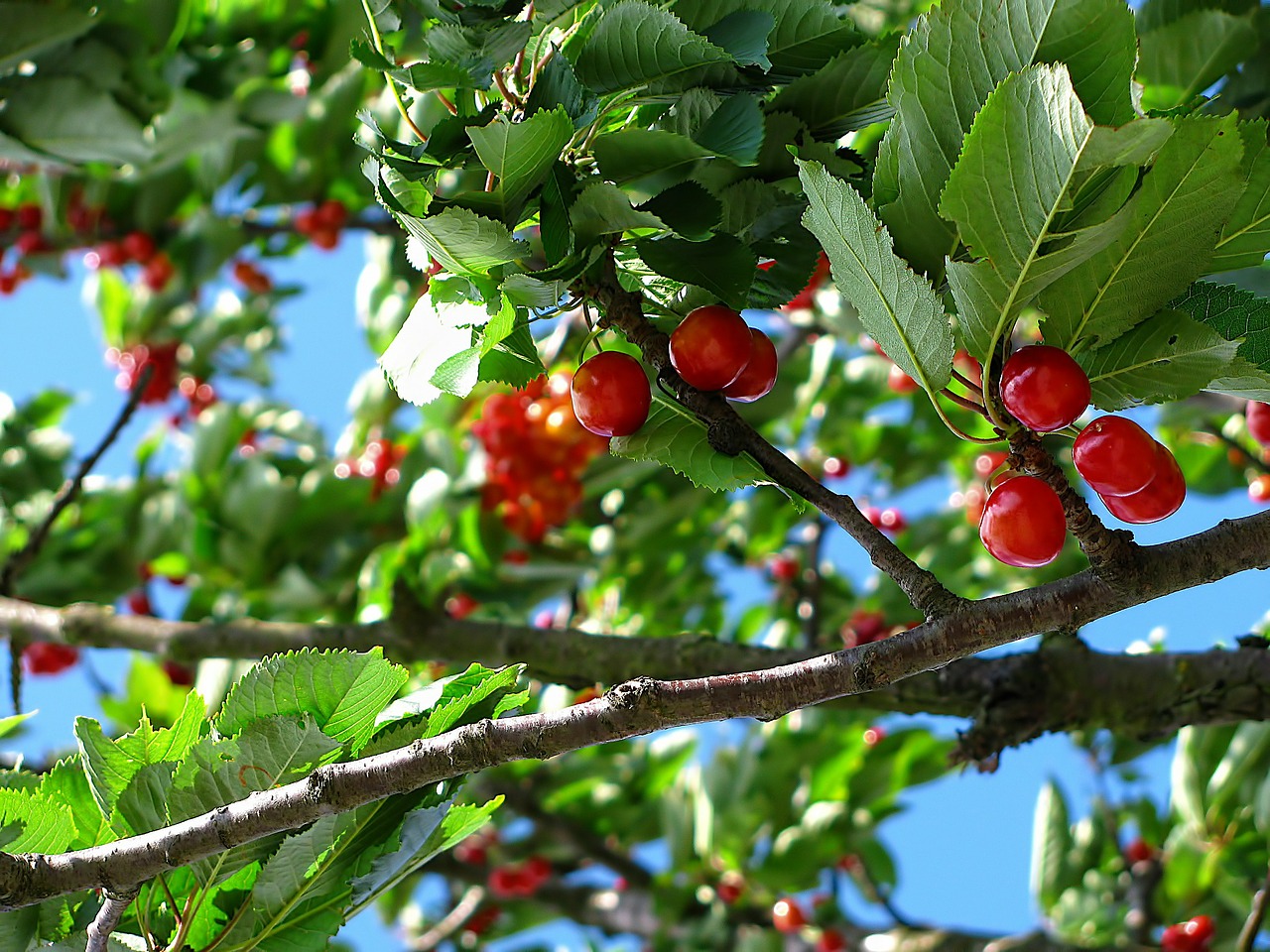 cherry tree fruit free photo