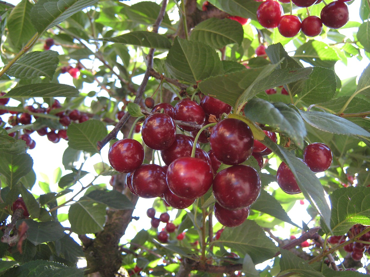 cherry fruits fruit tree free photo