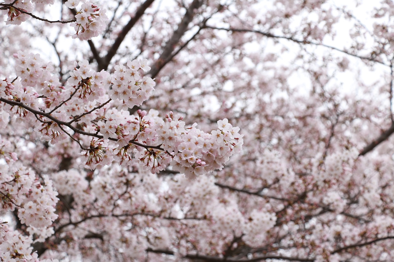 cherry cherry blossoms pink free photo