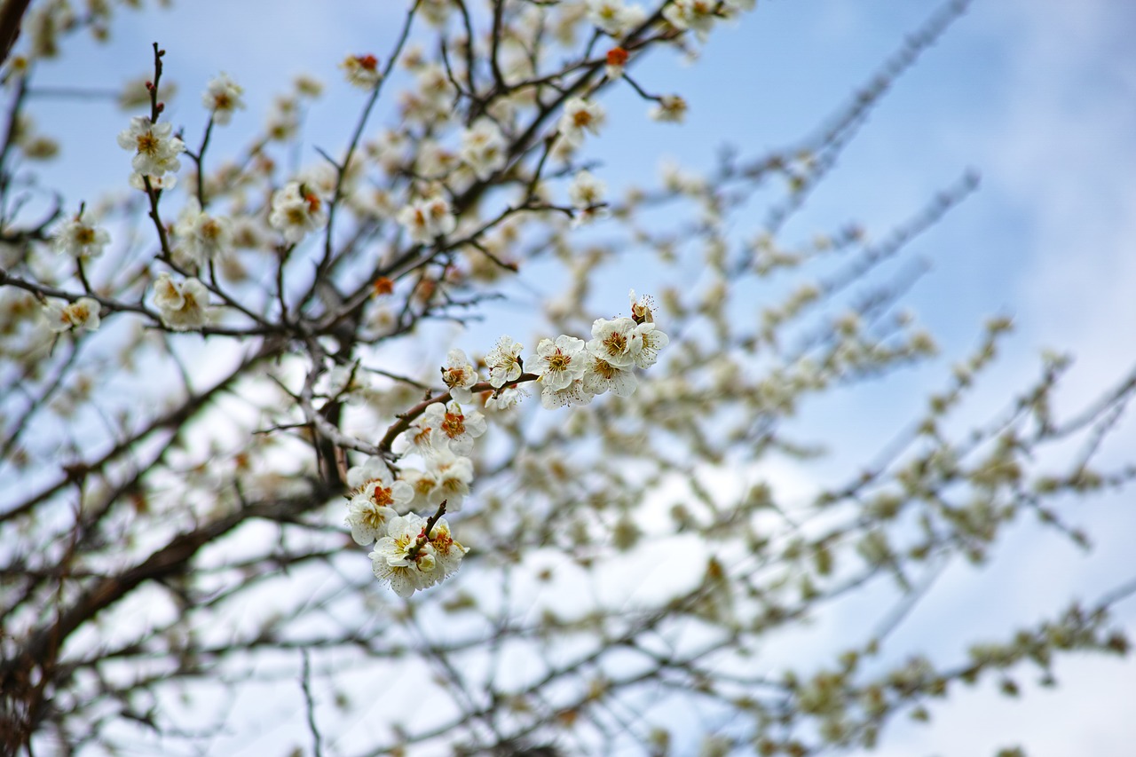 cherry plant japan free photo