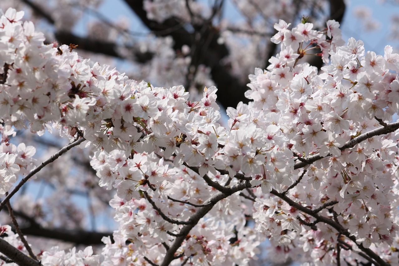 cherry spring in full bloom free photo