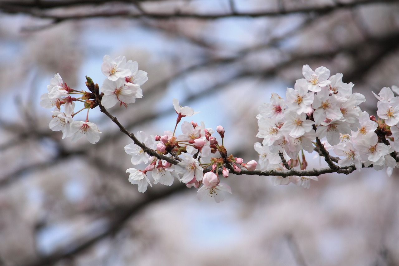 cherry spring japan free photo