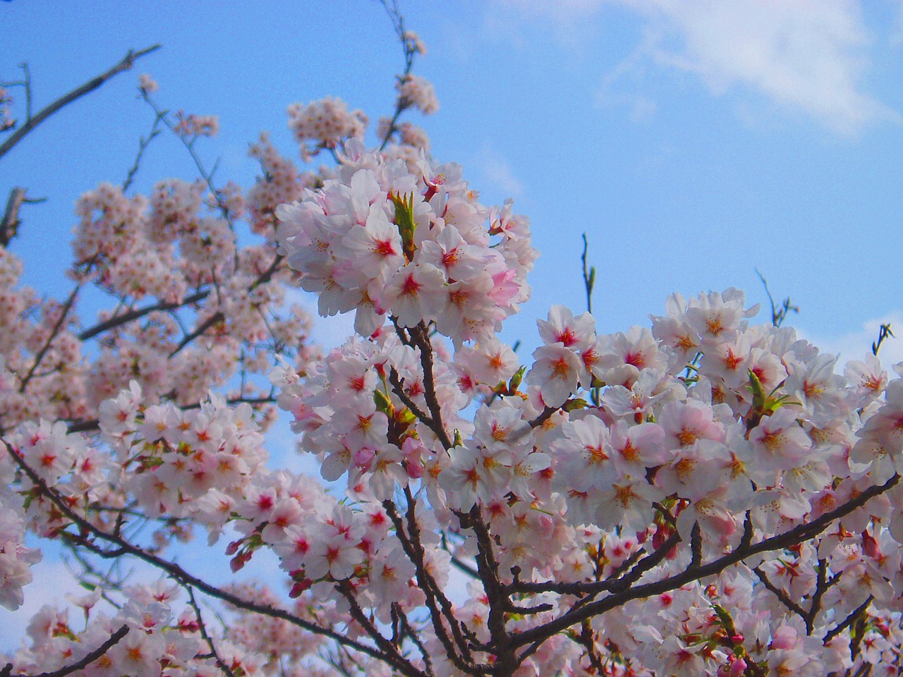 cherry cherry blossoms spring free photo