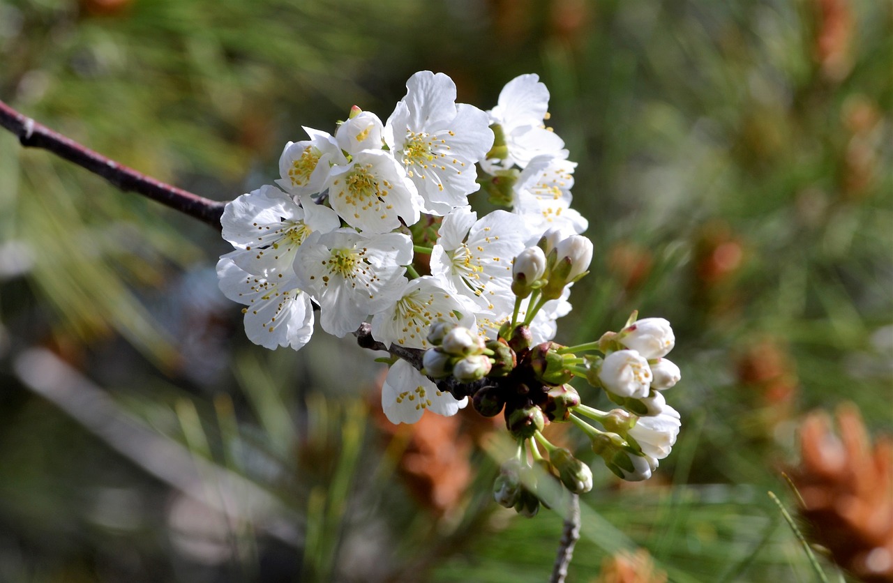 cherry spring flowers free photo