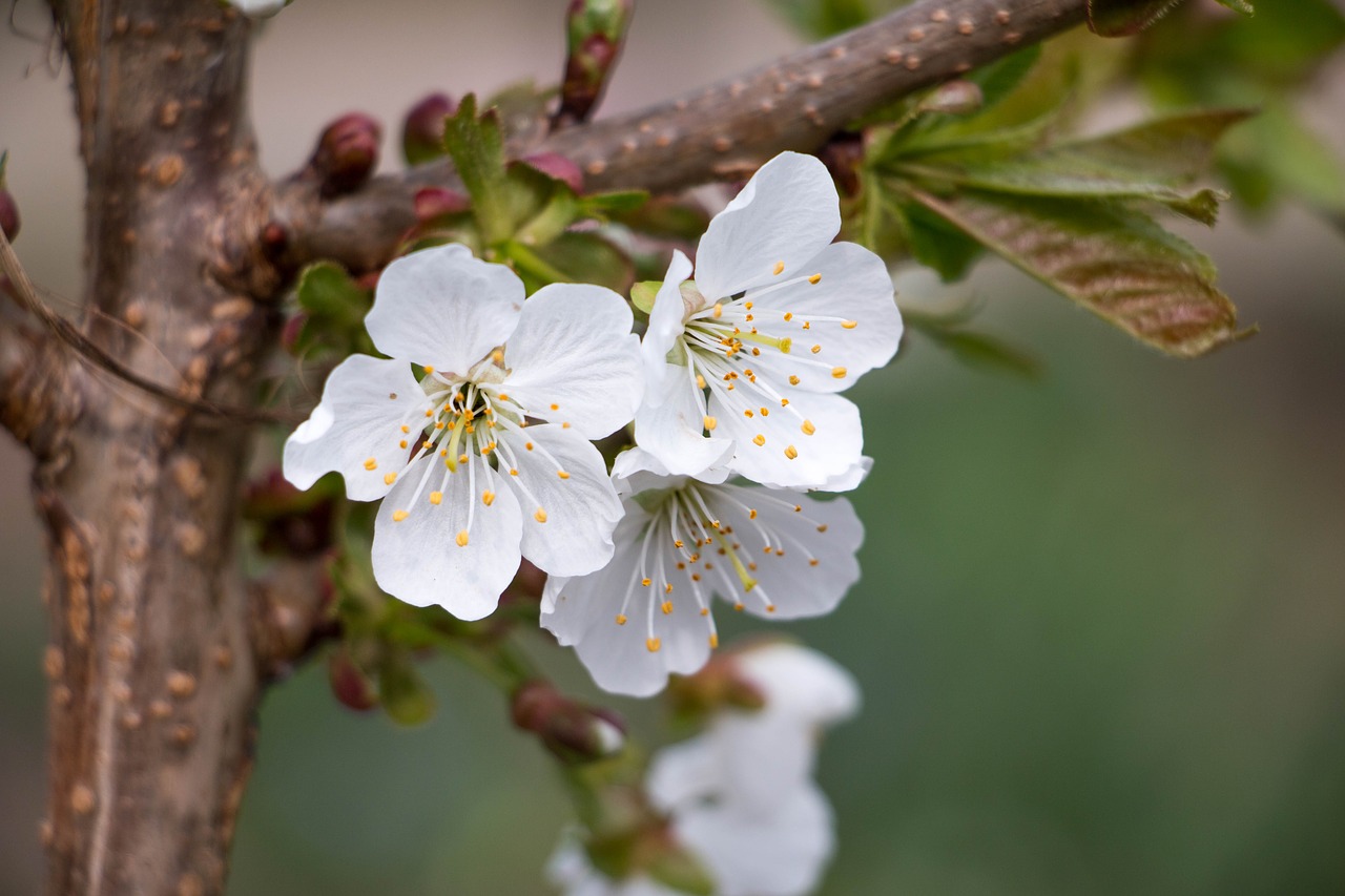 cherry blossom bloom free photo