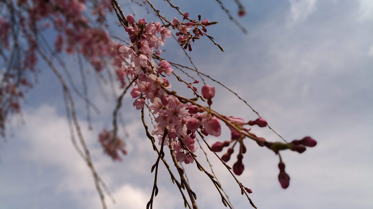 cherry pink flower spring free photo