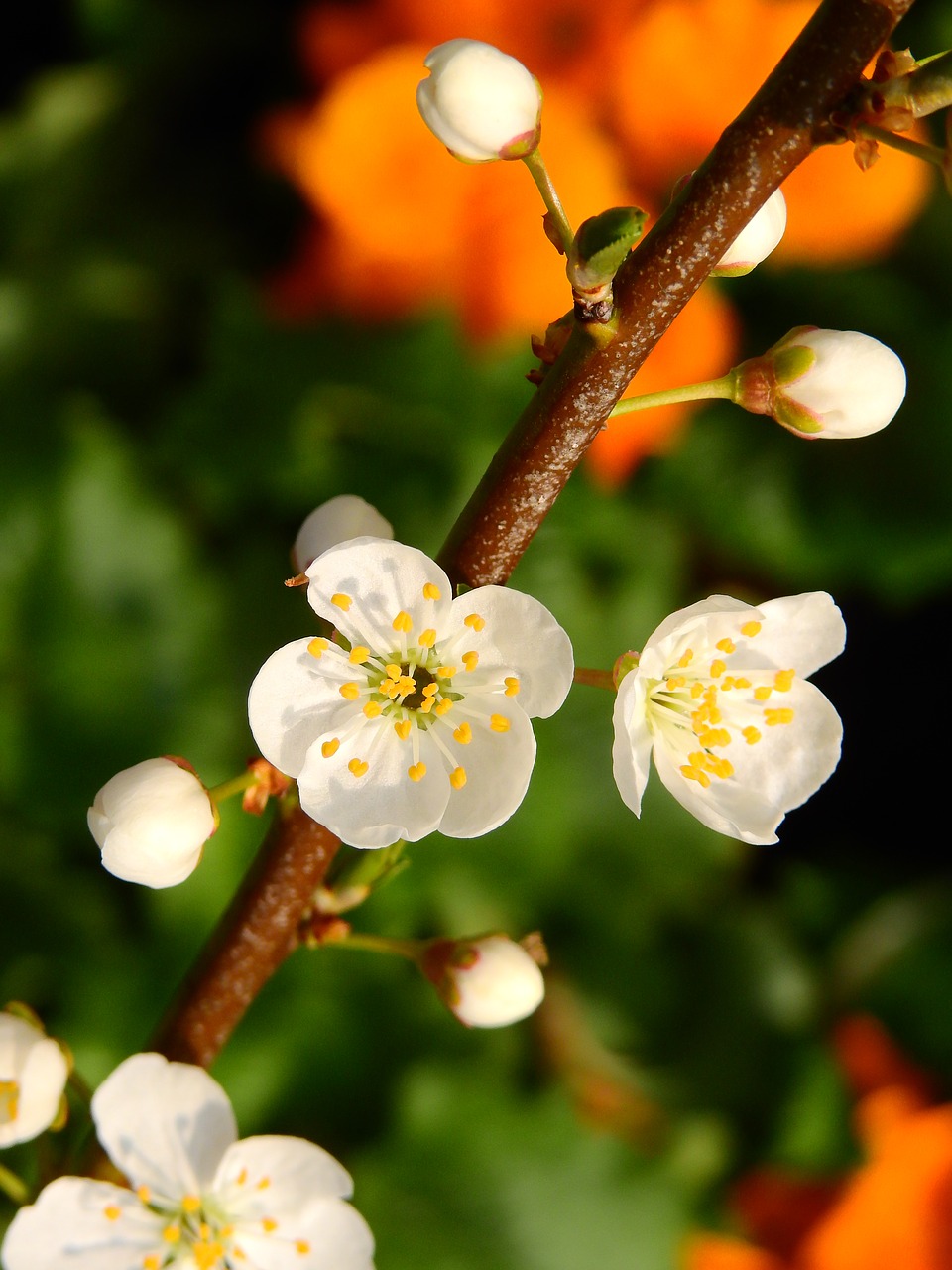 cherry blossom bloom free photo