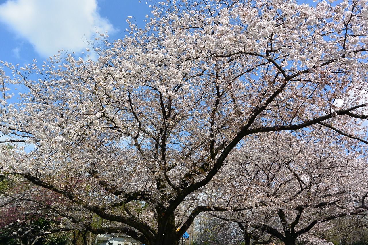 cherry landscape flowers free photo