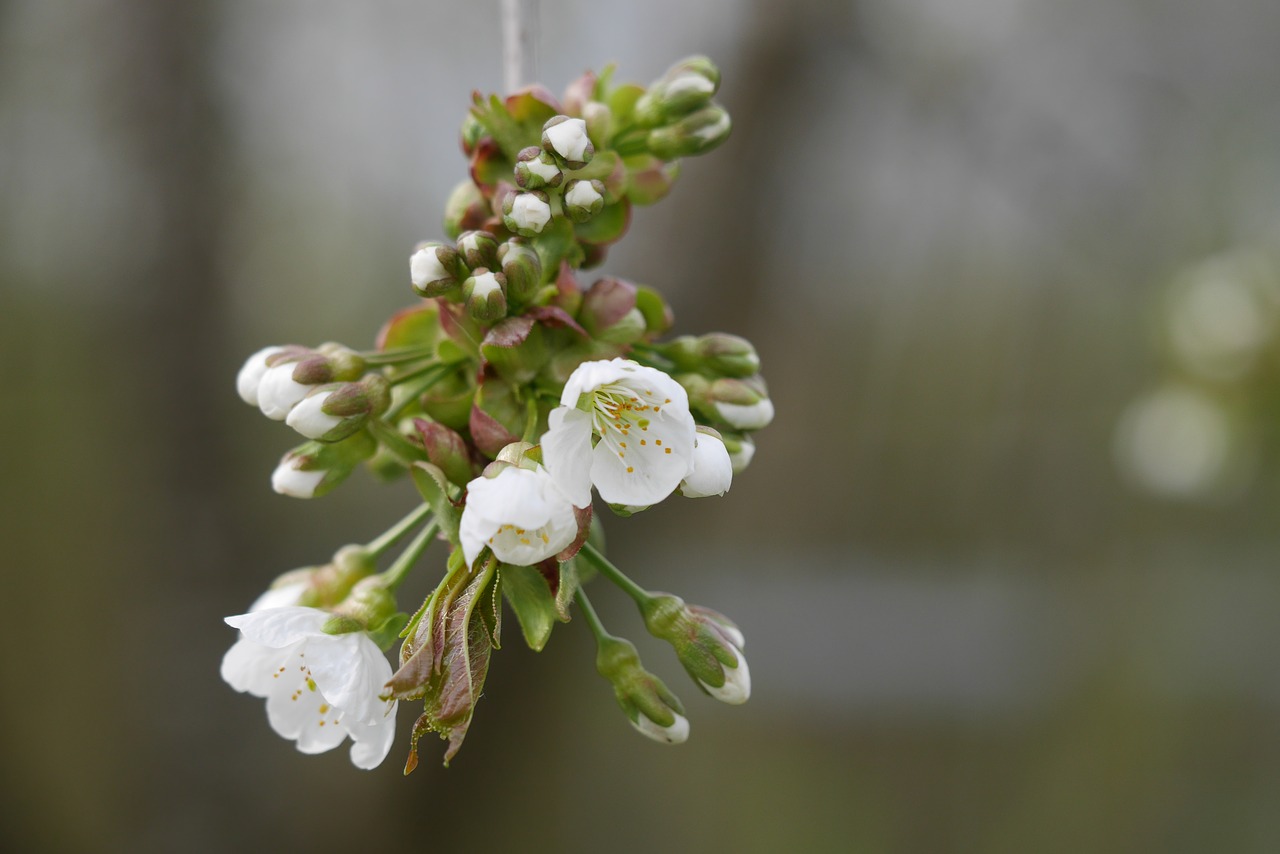 cherry blossom cherry blossoms free photo