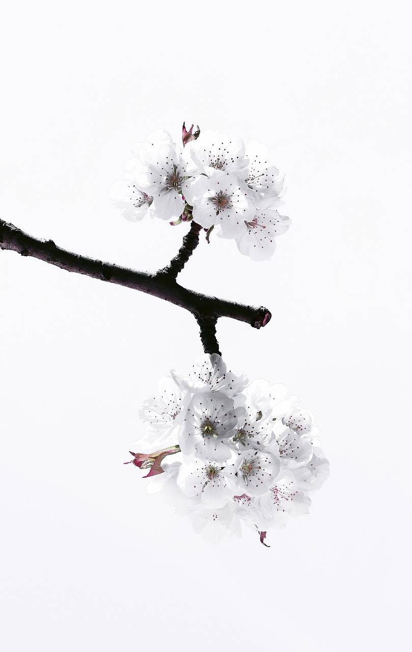 cherry blossom spring free photo