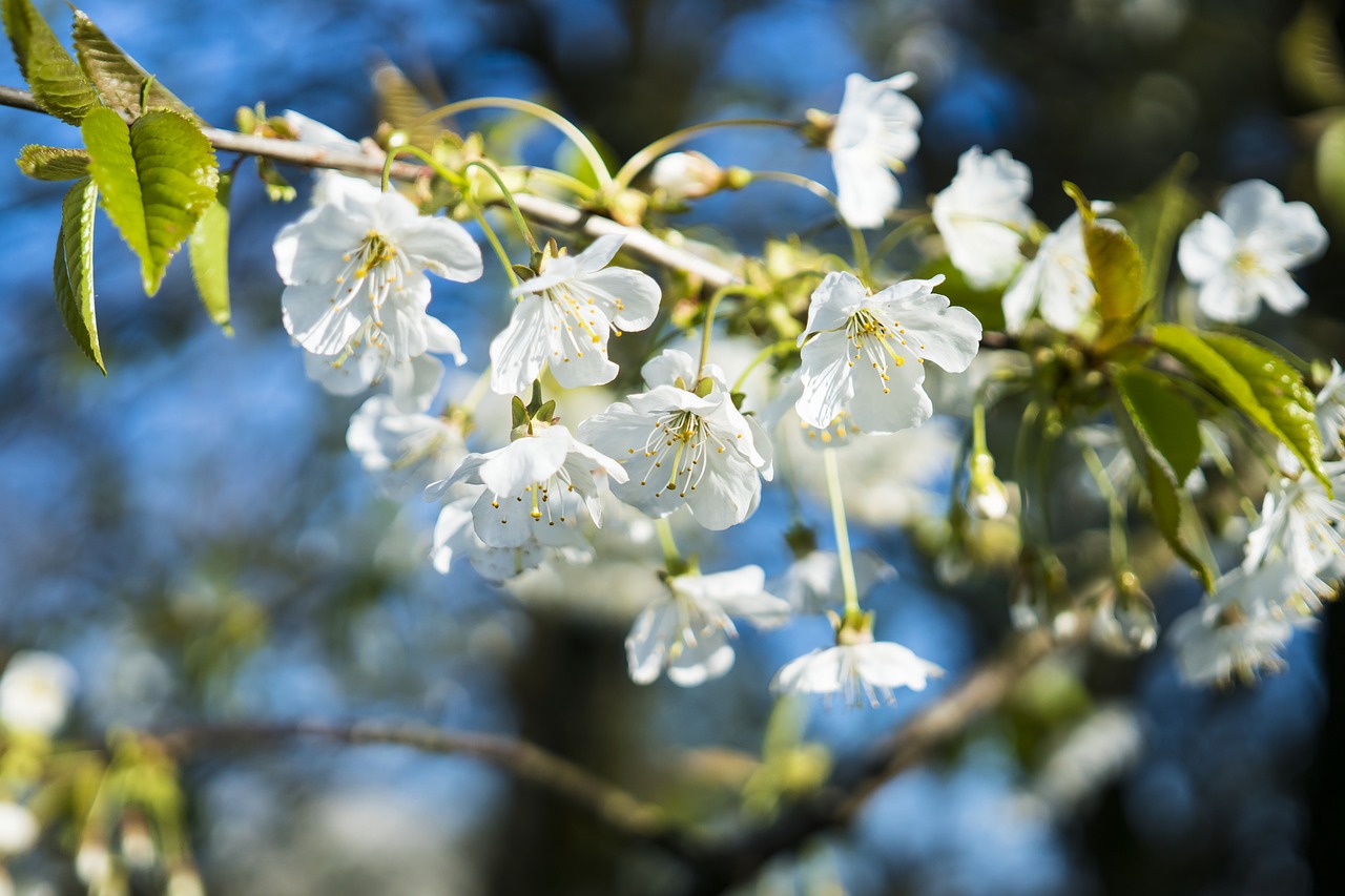 cherry cherry blossom blossom free photo