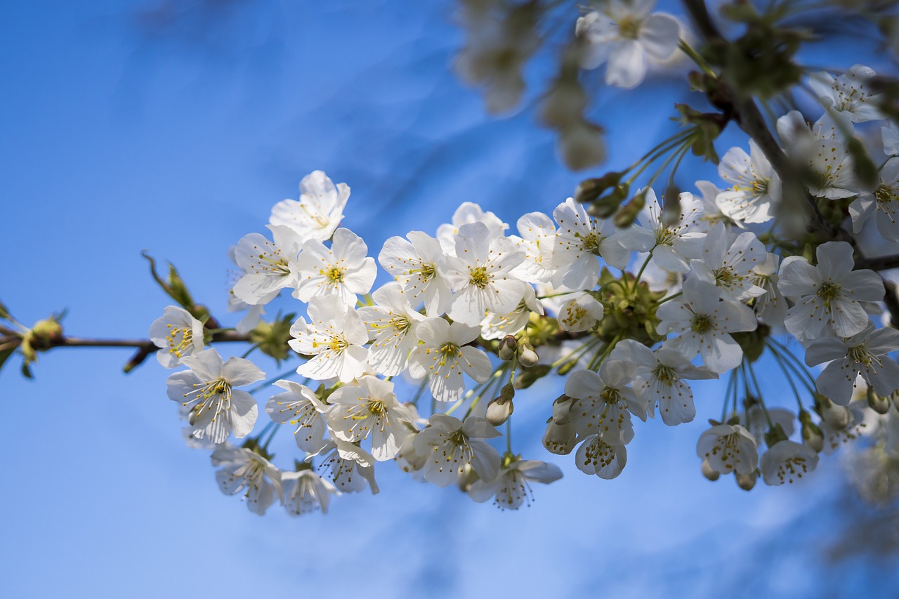 cherry cherry blossom blossom free photo