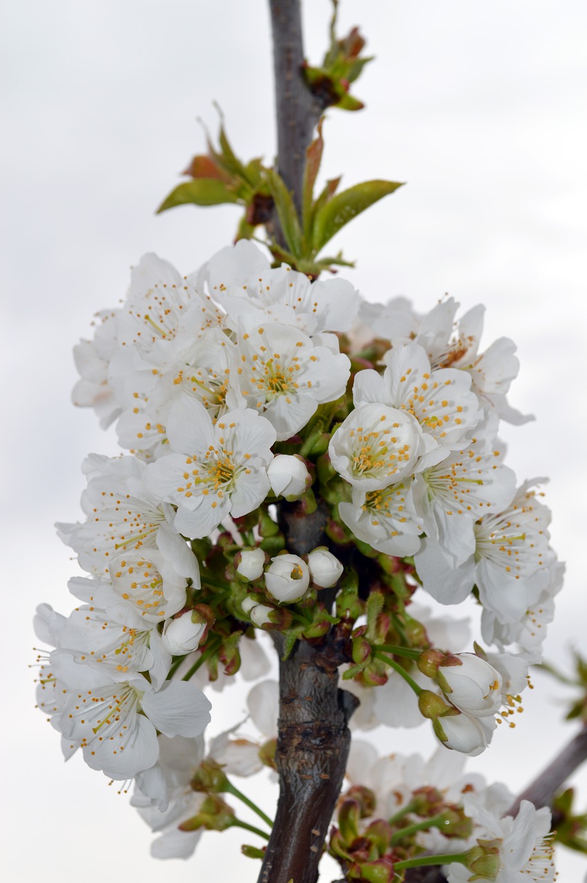 cherry flower spring free photo