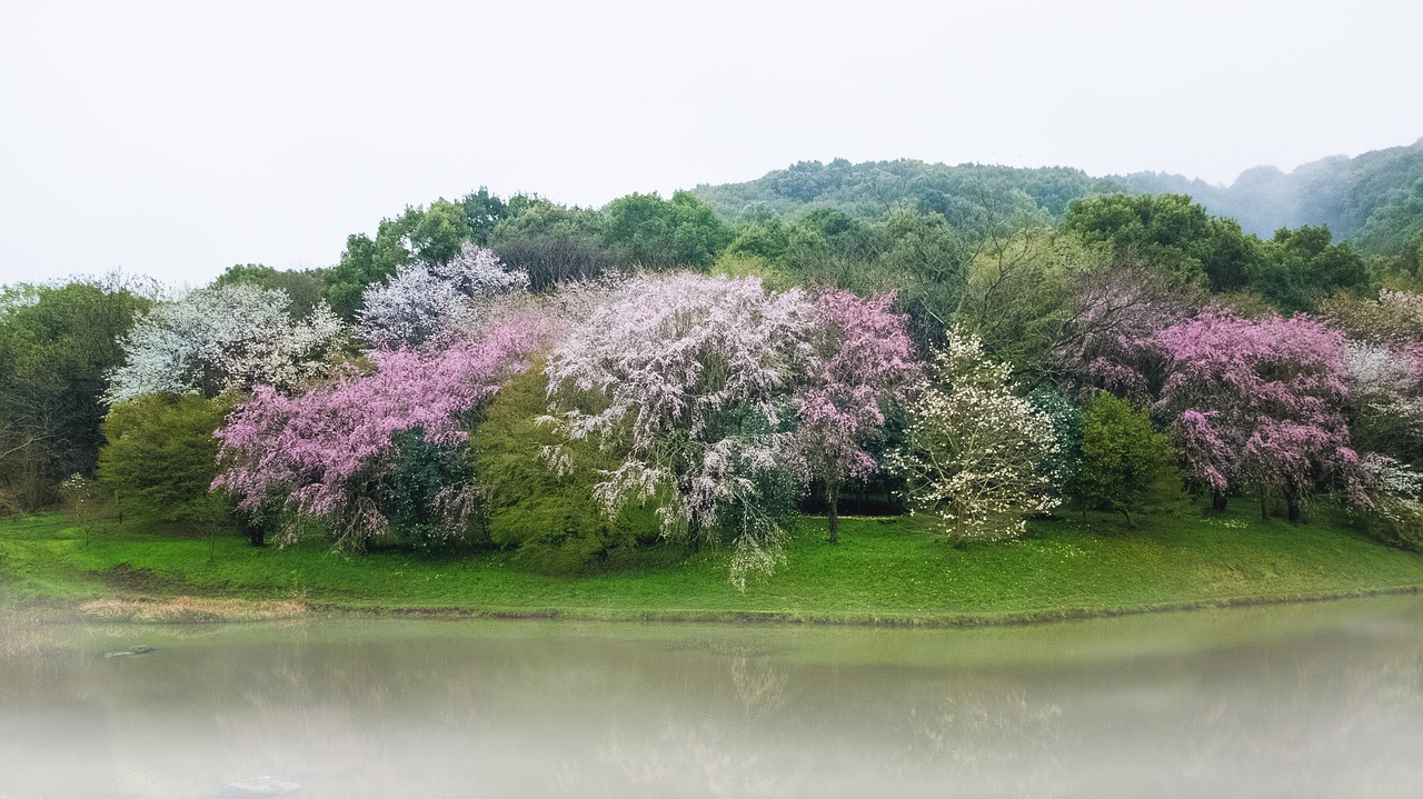 cherry pond japan free photo