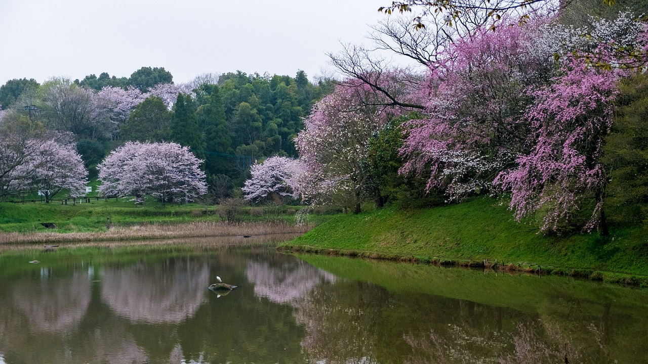 cherry pond japan free photo